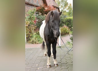 Icelandic Horse, Gelding, 10 years, 13,2 hh, Pinto