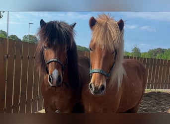 Icelandic Horse, Gelding, 10 years, 13,3 hh, Chestnut-Red