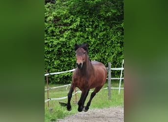 Icelandic Horse, Gelding, 10 years, 14.1 hh, Brown