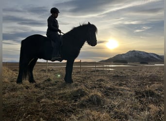 Icelandic Horse, Gelding, 10 years, 14.2 hh, Black