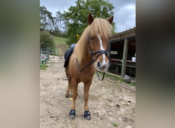 Icelandic Horse, Gelding, 10 years, 14 hh, Chestnut-Red