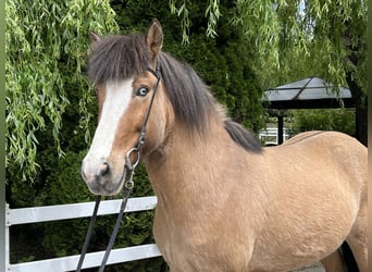 Icelandic Horse, Gelding, 10 years, 14 hh, Dun