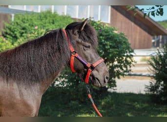 Icelandic Horse, Gelding, 10 years, Black