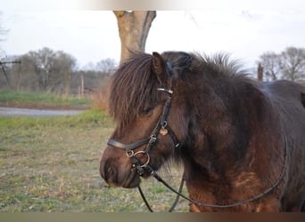 Icelandic Horse, Gelding, 11 years, 13.1 hh, Bay-Dark