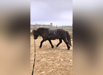 Icelandic Horse, Gelding, 11 years, 13.1 hh, Bay-Dark