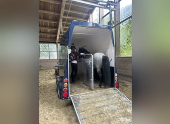 Icelandic Horse, Gelding, 11 years, 13.1 hh, Roan-Blue