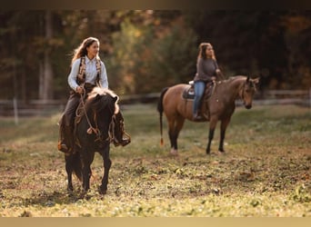 Icelandic Horse, Gelding, 11 years, 13.1 hh, Roan-Blue