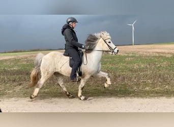 Icelandic Horse, Gelding, 11 years, 13.2 hh, Gray
