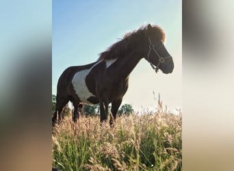 Icelandic Horse, Gelding, 11 years, 13.2 hh, Pinto