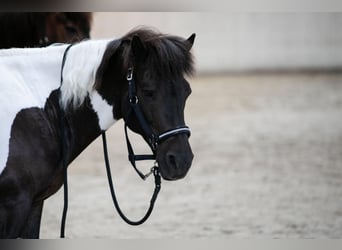 Islandpferd, Wallach, 11 Jahre, 13,2 hh, Schecke