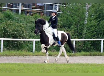 Icelandic Horse, Gelding, 11 years, 13,2 hh, Pinto