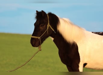 Icelandic Horse, Gelding, 11 years, 13,2 hh, Pinto