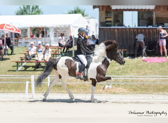 Icelandic Horse, Gelding, 11 years, 13,2 hh, Pinto