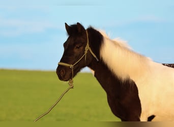 Icelandic Horse, Gelding, 11 years, 13,2 hh, Pinto