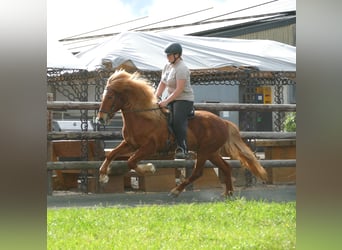 Icelandic Horse, Gelding, 11 years, 13.3 hh, Chestnut-Red