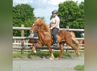 Icelandic Horse, Gelding, 11 years, 13.3 hh, Chestnut-Red