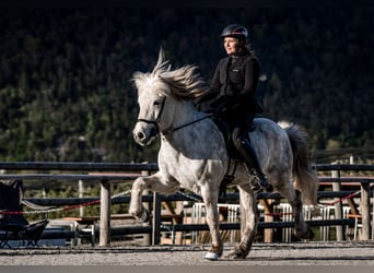 Icelandic Horse, Gelding, 11 years, 13.3 hh, Gray-Dark-Tan
