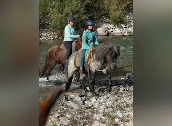 Icelandic Horse, Gelding, 11 years, 13,1 hh, Roan-Blue
