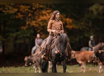 Icelandic Horse, Gelding, 11 years, 13,1 hh, Roan-Blue
