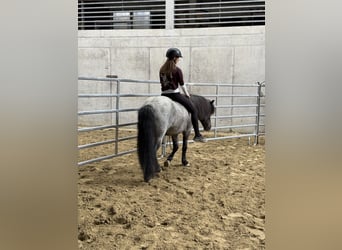 Icelandic Horse, Gelding, 11 years, 13,1 hh, Roan-Blue