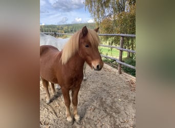 Icelandic Horse, Gelding, 11 years, 13,2 hh, Chestnut-Red