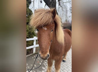 Icelandic Horse, Gelding, 11 years, 13,2 hh, Chestnut-Red