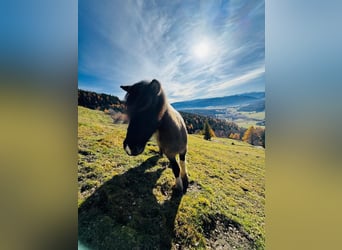 Icelandic Horse, Gelding, 11 years, 13,2 hh, Pinto