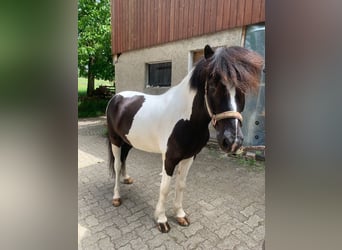 Icelandic Horse, Gelding, 11 years, 14.1 hh, Pinto