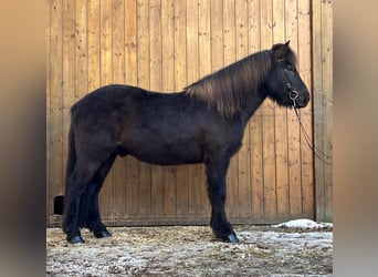 Icelandic Horse, Gelding, 11 years, 14.2 hh, Black