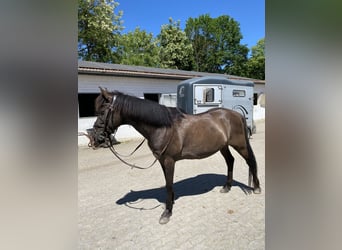 Icelandic Horse Mix, Gelding, 11 years, 14.3 hh, Bay-Dark