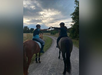 Icelandic Horse Mix, Gelding, 11 years, 14.3 hh, Black
