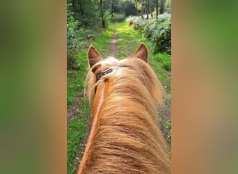 Icelandic Horse, Gelding, 11 years, 14 hh, Chestnut