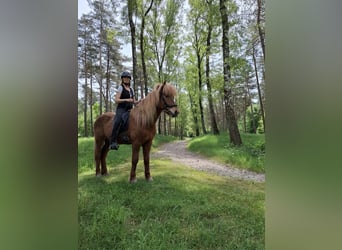 Icelandic Horse, Gelding, 11 years, 14 hh, Chestnut