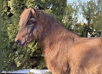 Icelandic Horse, Gelding, 11 years, 14,1 hh, Brown