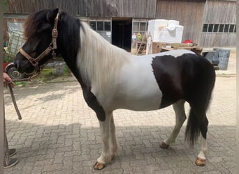 Icelandic Horse, Gelding, 11 years, 14,1 hh, Pinto