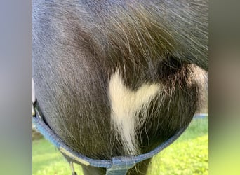 Icelandic Horse, Gelding, 11 years, 14,1 hh, Pinto