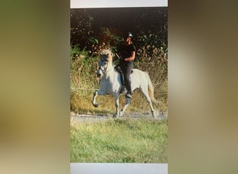 Icelandic Horse, Gelding, 11 years, Gray