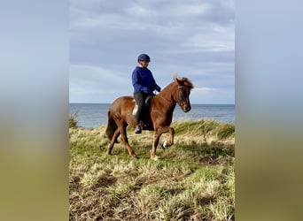 Icelandic Horse, Gelding, 12 years, 13.1 hh, Chestnut