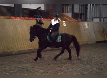 Icelandic Horse, Gelding, 12 years, 13.2 hh, Bay-Dark