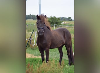Icelandic Horse, Gelding, 12 years, 13.2 hh, Bay-Dark