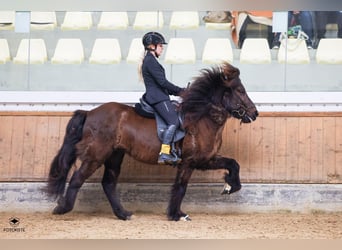 Icelandic Horse, Gelding, 12 years, 13.2 hh, Black