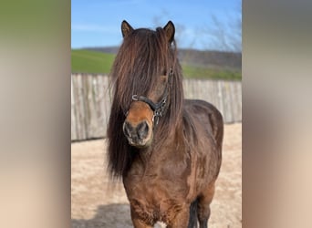 Icelandic Horse, Gelding, 12 years, 13,2 hh, Brown