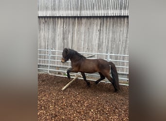 Icelandic Horse, Gelding, 12 years, 13,2 hh, Brown