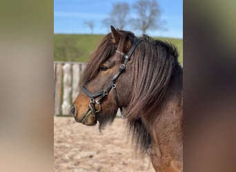 Icelandic Horse, Gelding, 12 years, 13,2 hh, Brown