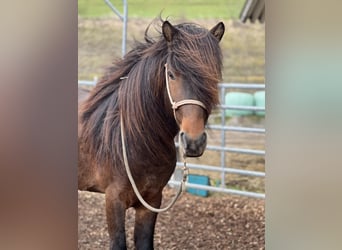 Icelandic Horse, Gelding, 12 years, 13,2 hh, Brown