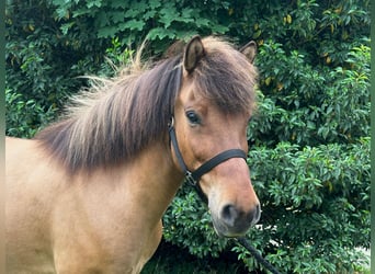 Icelandic Horse, Gelding, 12 years, 13.2 hh, Dun