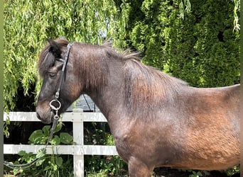 Islandpferd, Wallach, 12 Jahre, 13,3 hh, Rappe