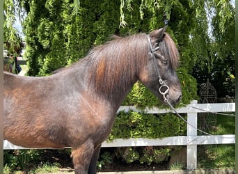 Islandpferd, Wallach, 12 Jahre, 13,3 hh, Rappe