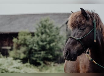 Icelandic Horse, Gelding, 12 years, 13,1 hh, Black