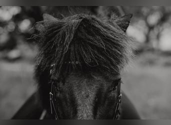 Icelandic Horse, Gelding, 12 years, 13,1 hh, Black